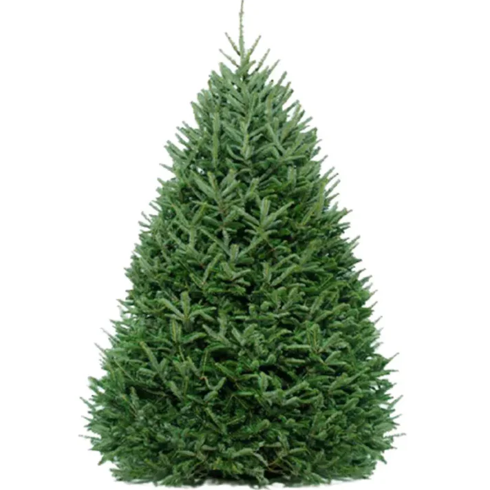 Christmas Trees - Fraser & Balsam Firs – Embrace Tradition