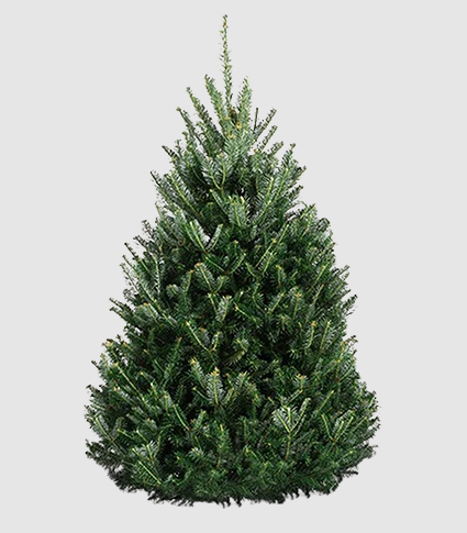 Christmas Trees - Fraser & Balsam Firs – Embrace Tradition